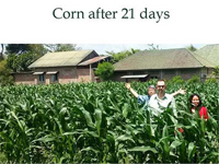 EKD - кукуруза на 21 день